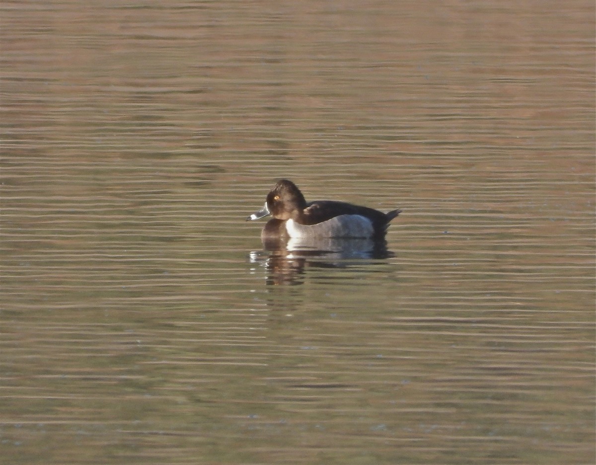 Ring-necked Duck - Pair of Wing-Nuts