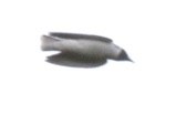 Masked Woodswallow - ML275167521