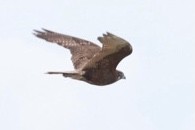 Brown Falcon - Zebedee Muller