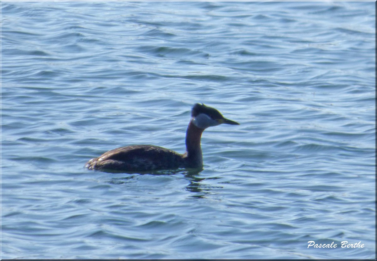 Red-necked Grebe - ML27517111