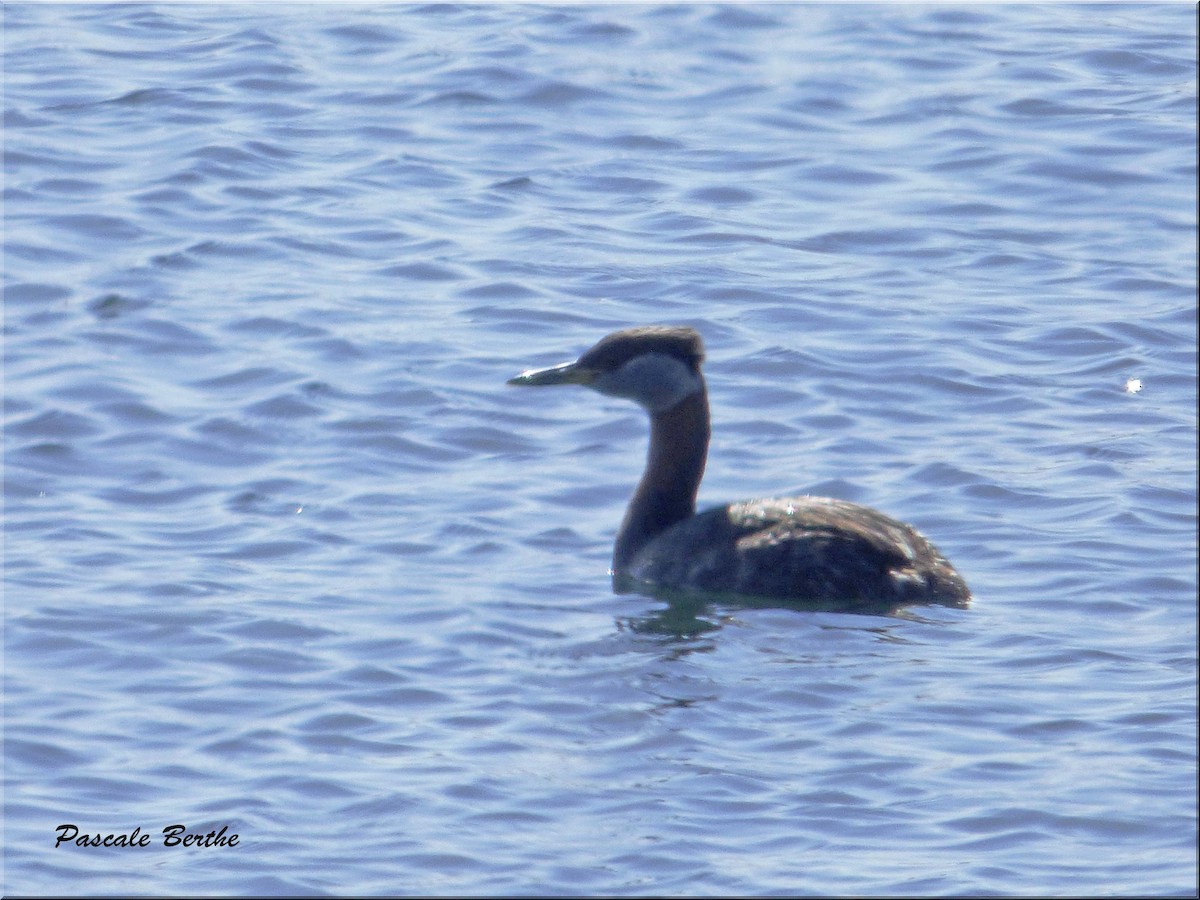 Red-necked Grebe - ML27517181