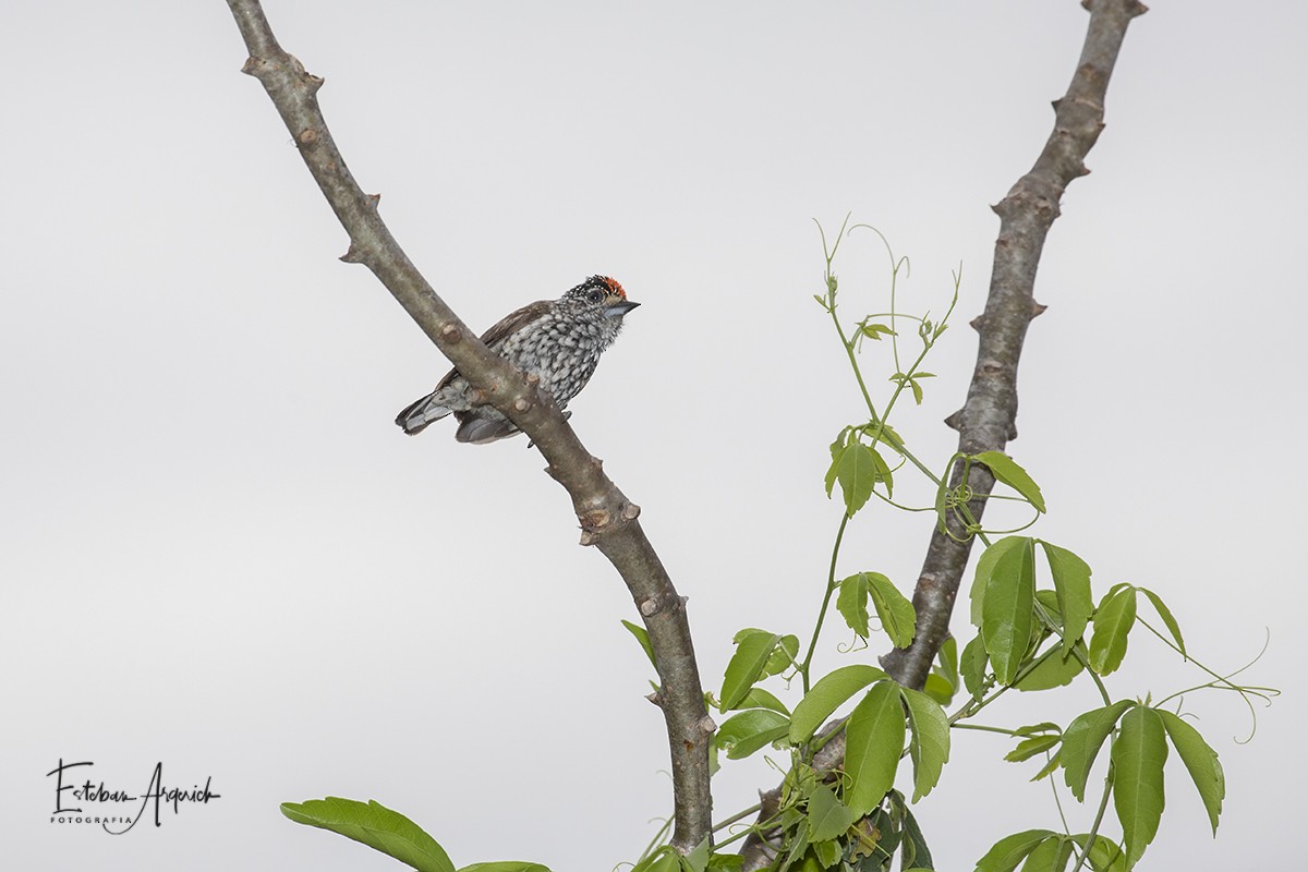 Ocellated Piculet - ML275172451