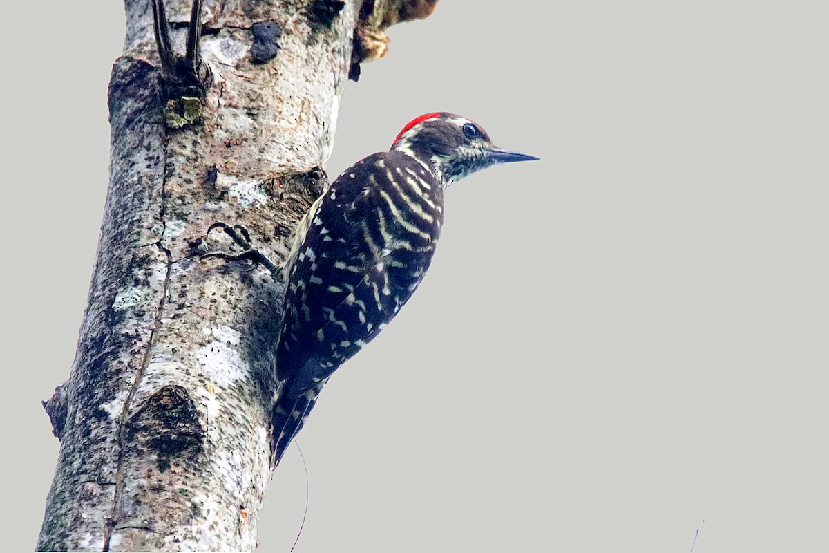 Philippine Pygmy Woodpecker - Chris Chafer