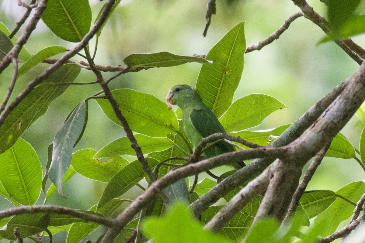 Mexican Parrotlet - ML275176301