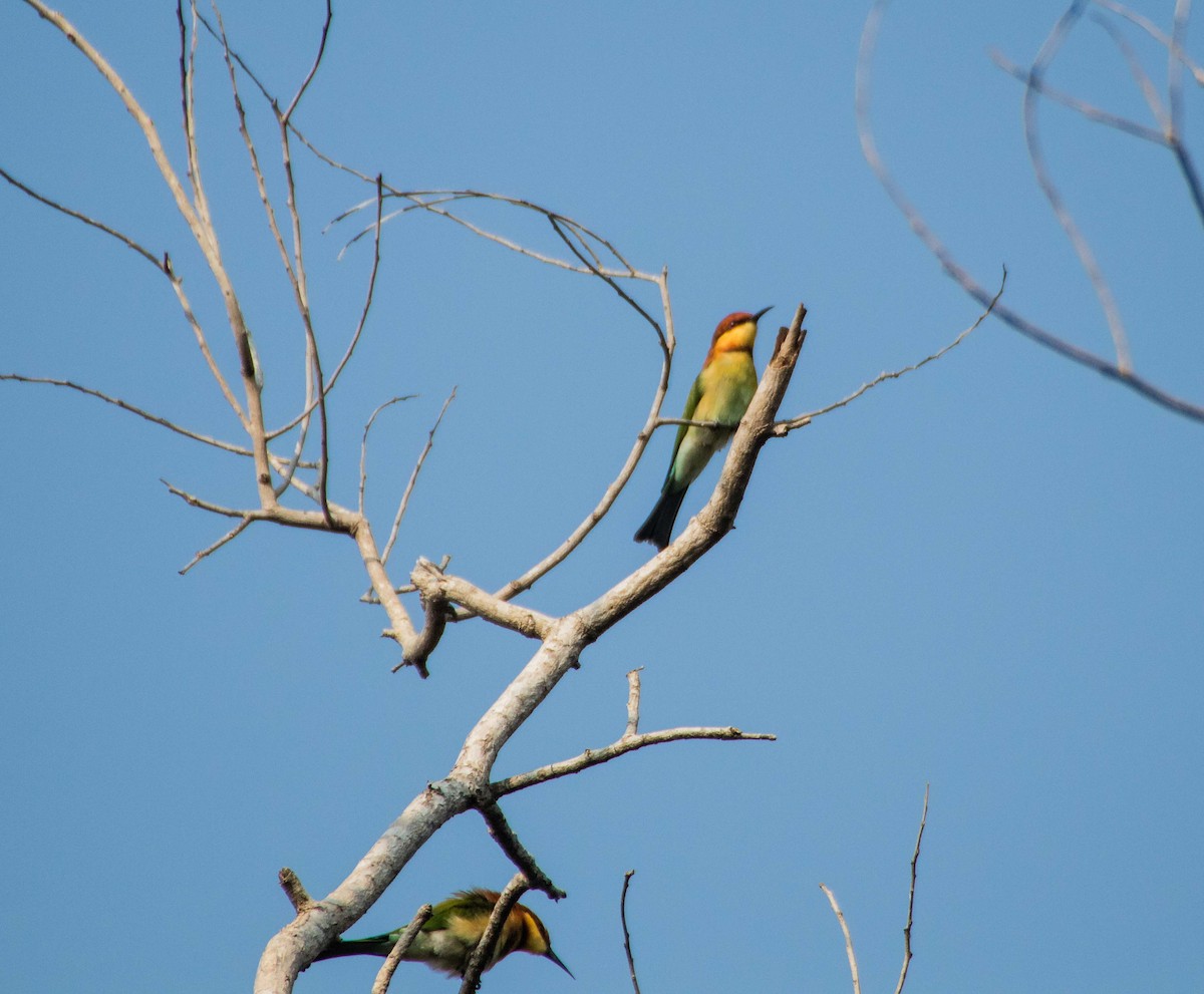 Chestnut-headed Bee-eater - Thomas Job