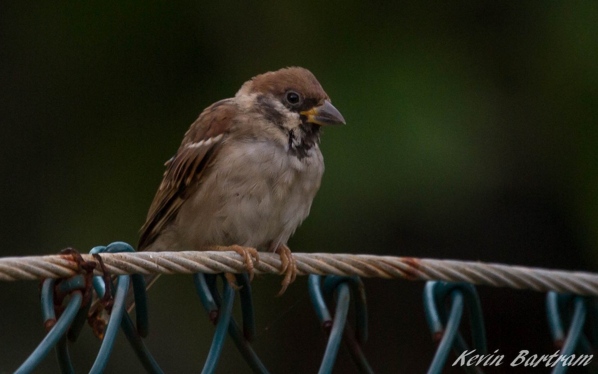 Eurasian Tree Sparrow - Kevin Bartram