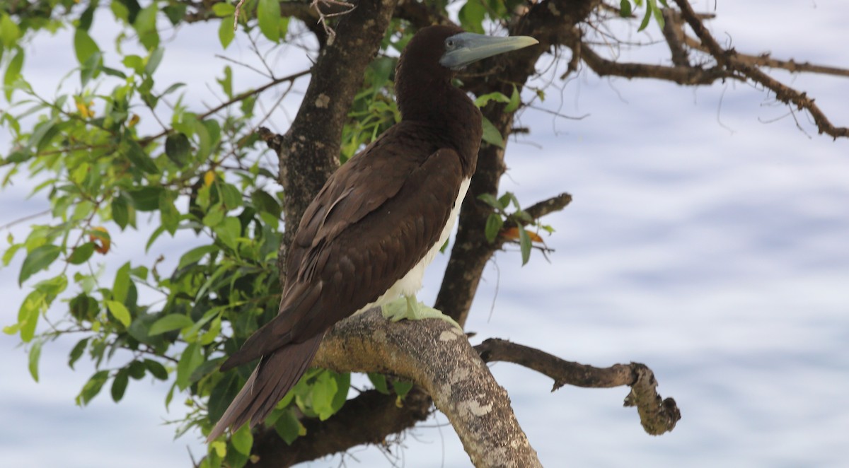 Brown Booby - ML275189311