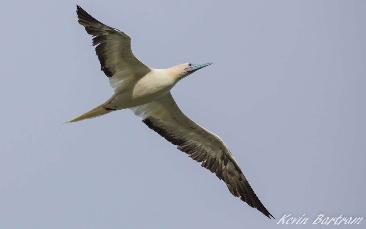 Red-footed Booby - ML275189321