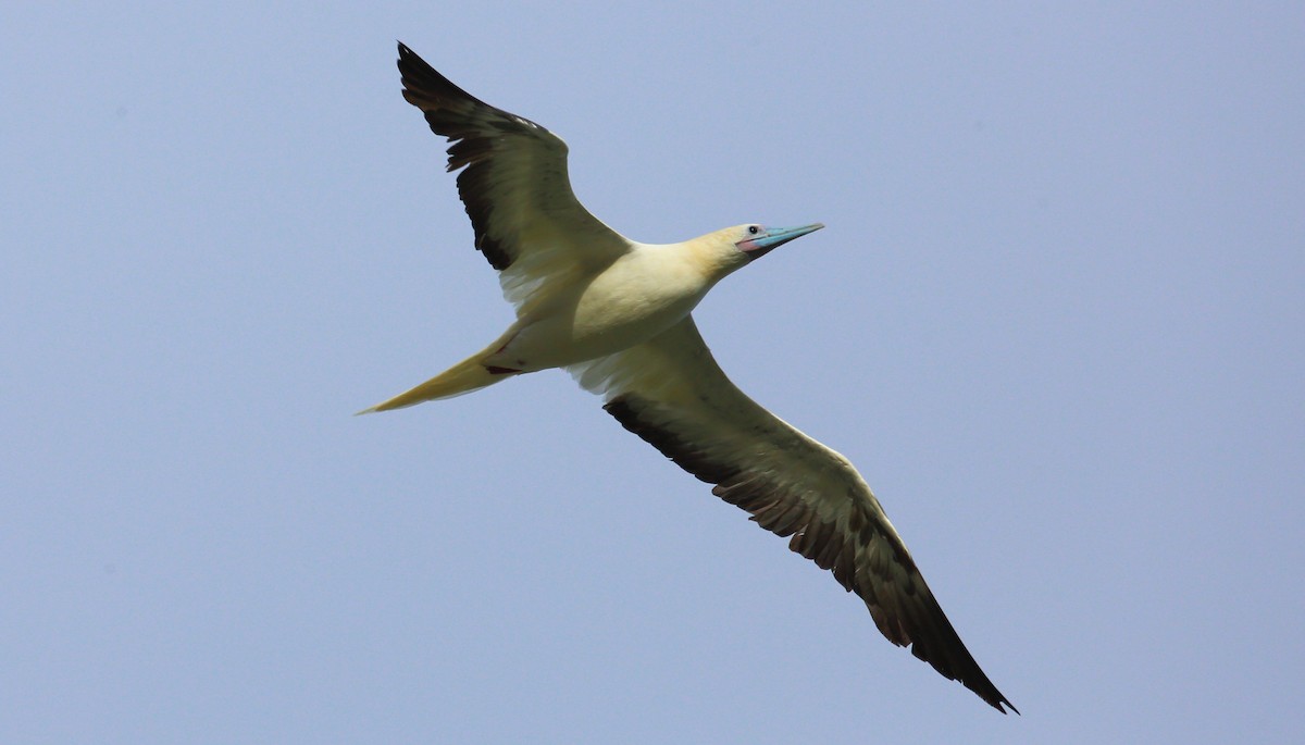 Red-footed Booby - ML275189331