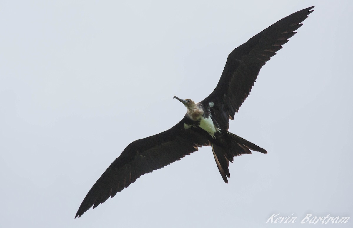 Christmas Island Frigatebird - ML275189371
