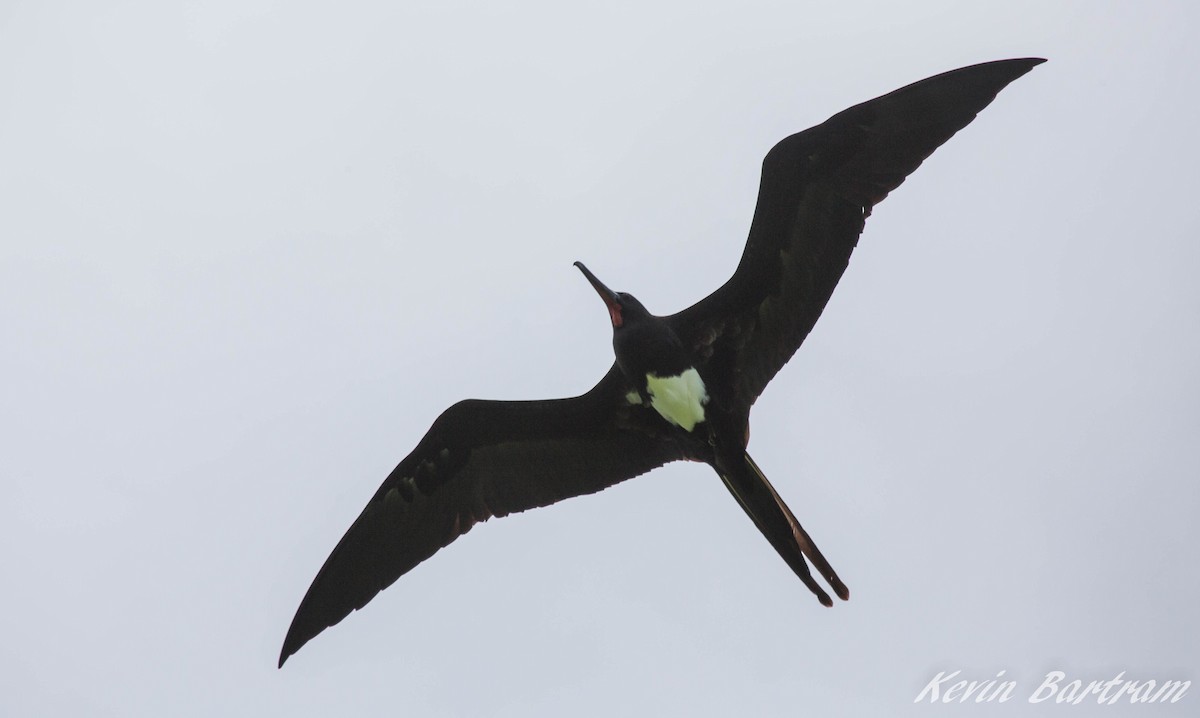 Christmas Island Frigatebird - ML275189381