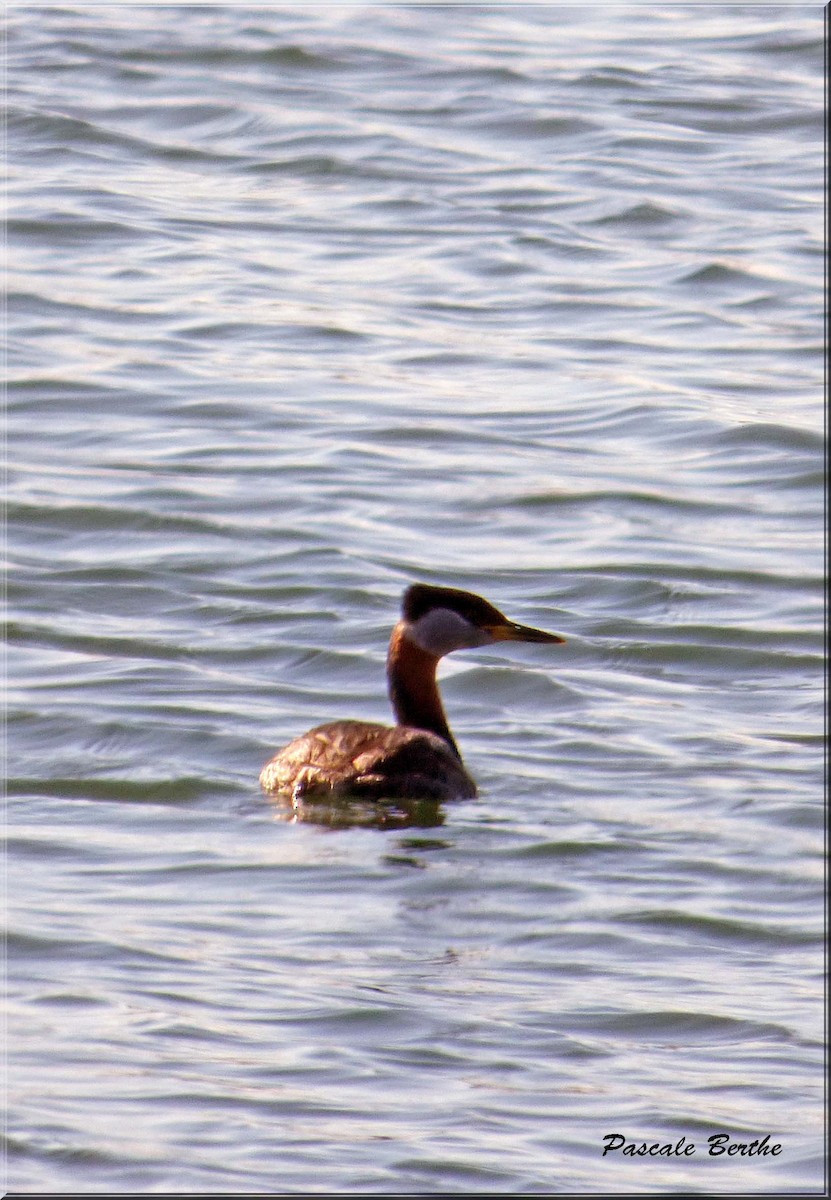 Red-necked Grebe - ML27518971