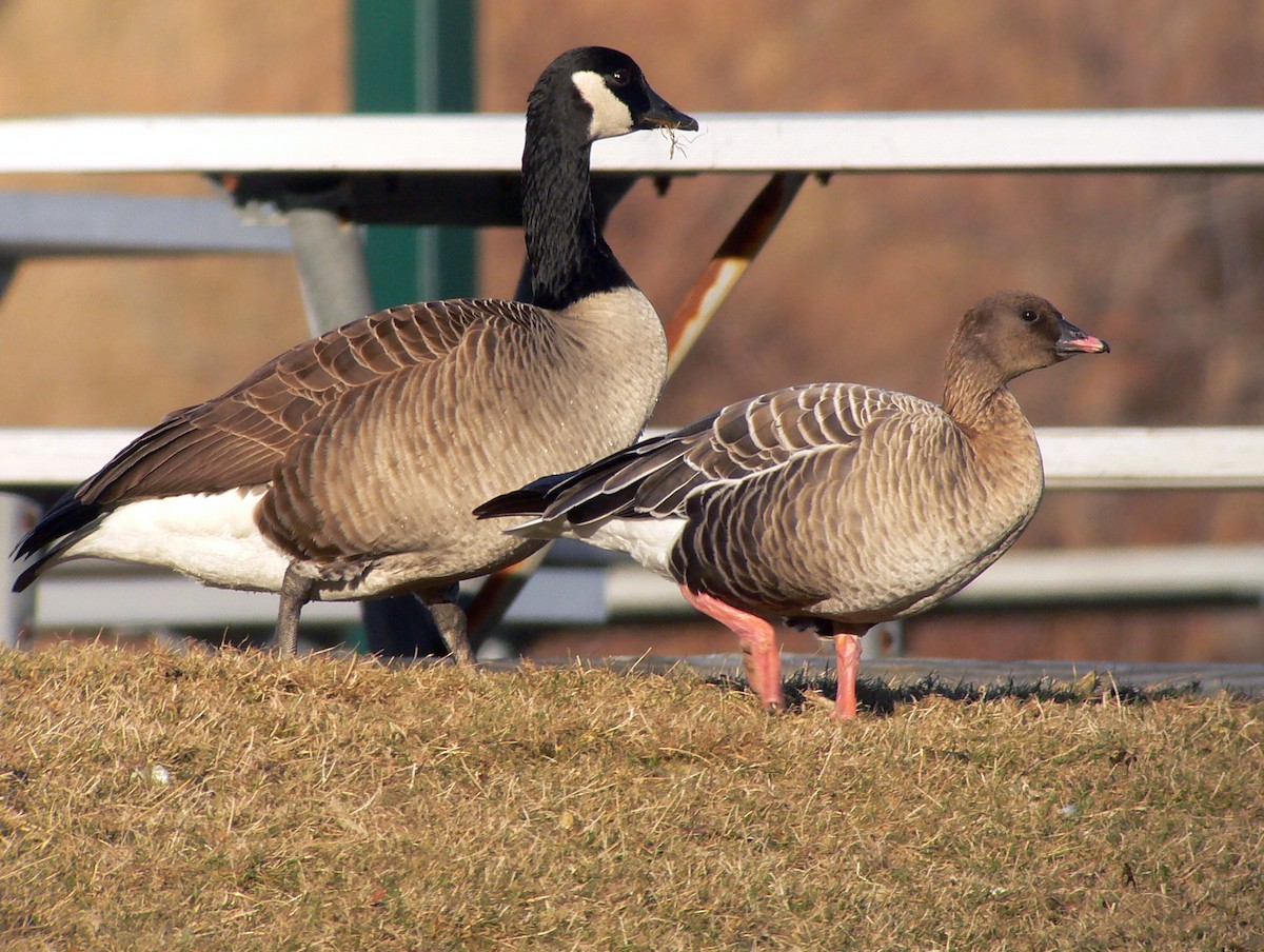Pink-footed Goose - ML27519041
