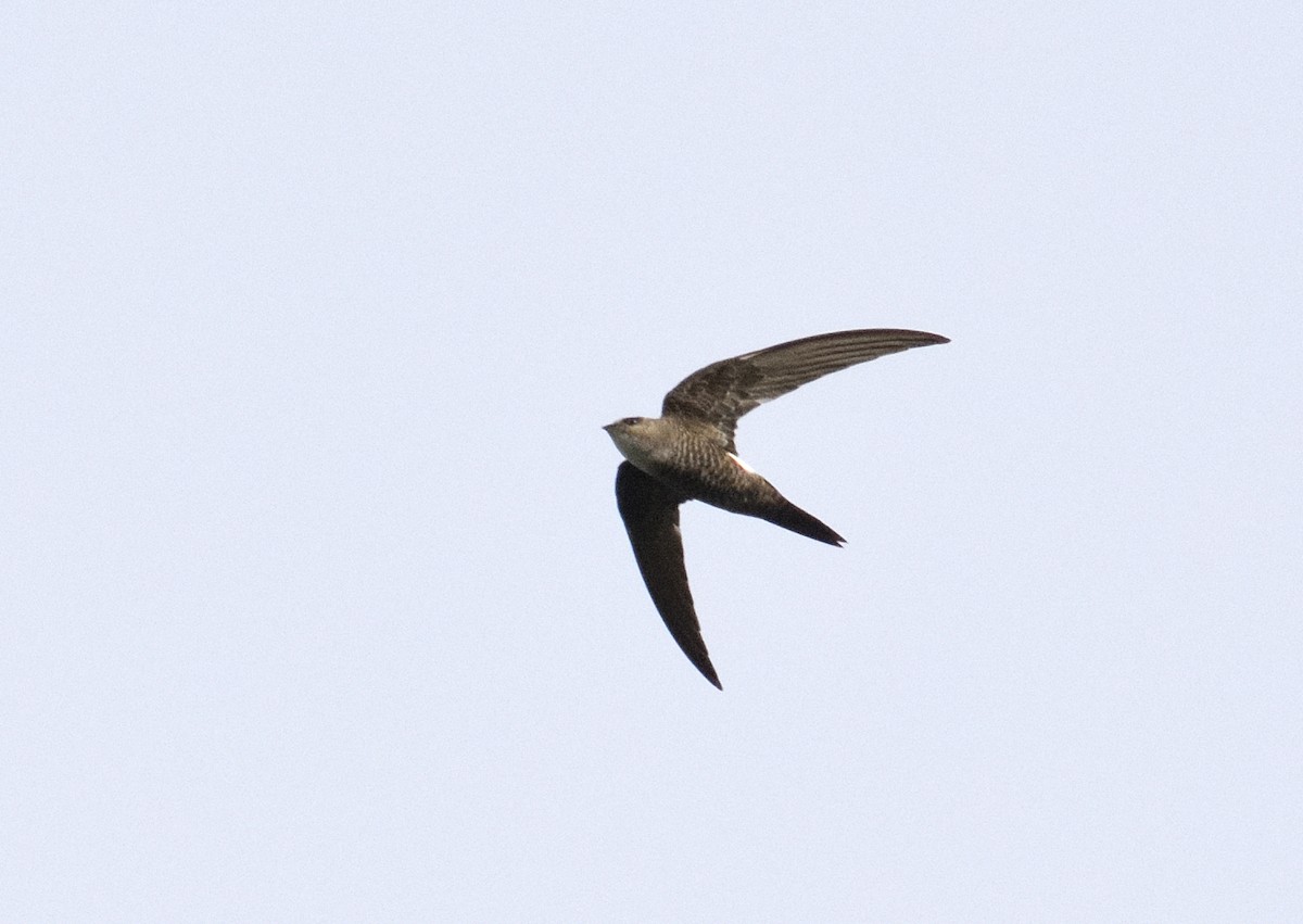 Pacific Swift - Anonymous