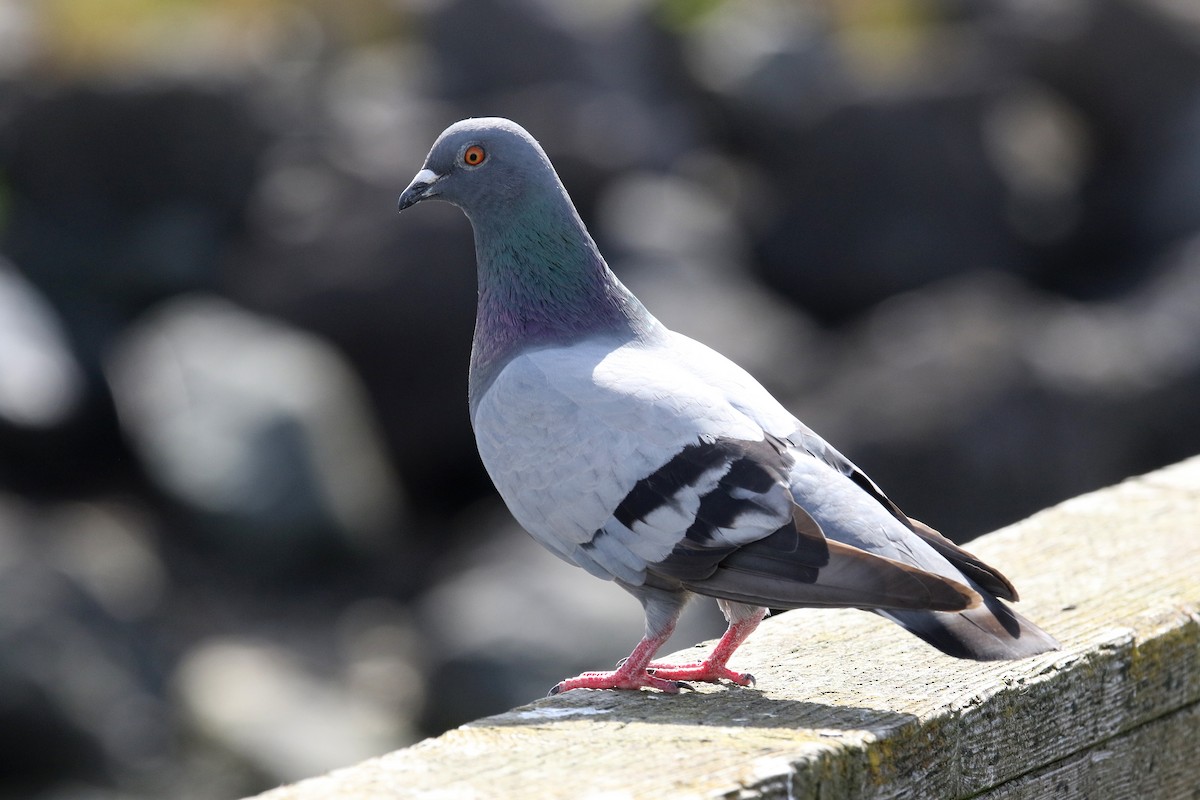 Rock Pigeon (Feral Pigeon) - Noah Strycker