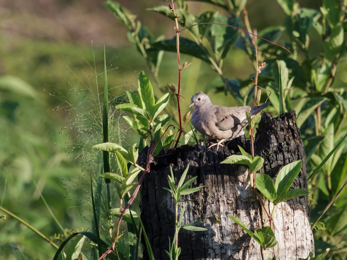 Plain-breasted Ground Dove - Nick Athanas