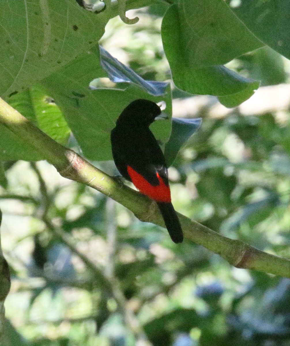 Scarlet-rumped Tanager (Passerini's) - ML275202801