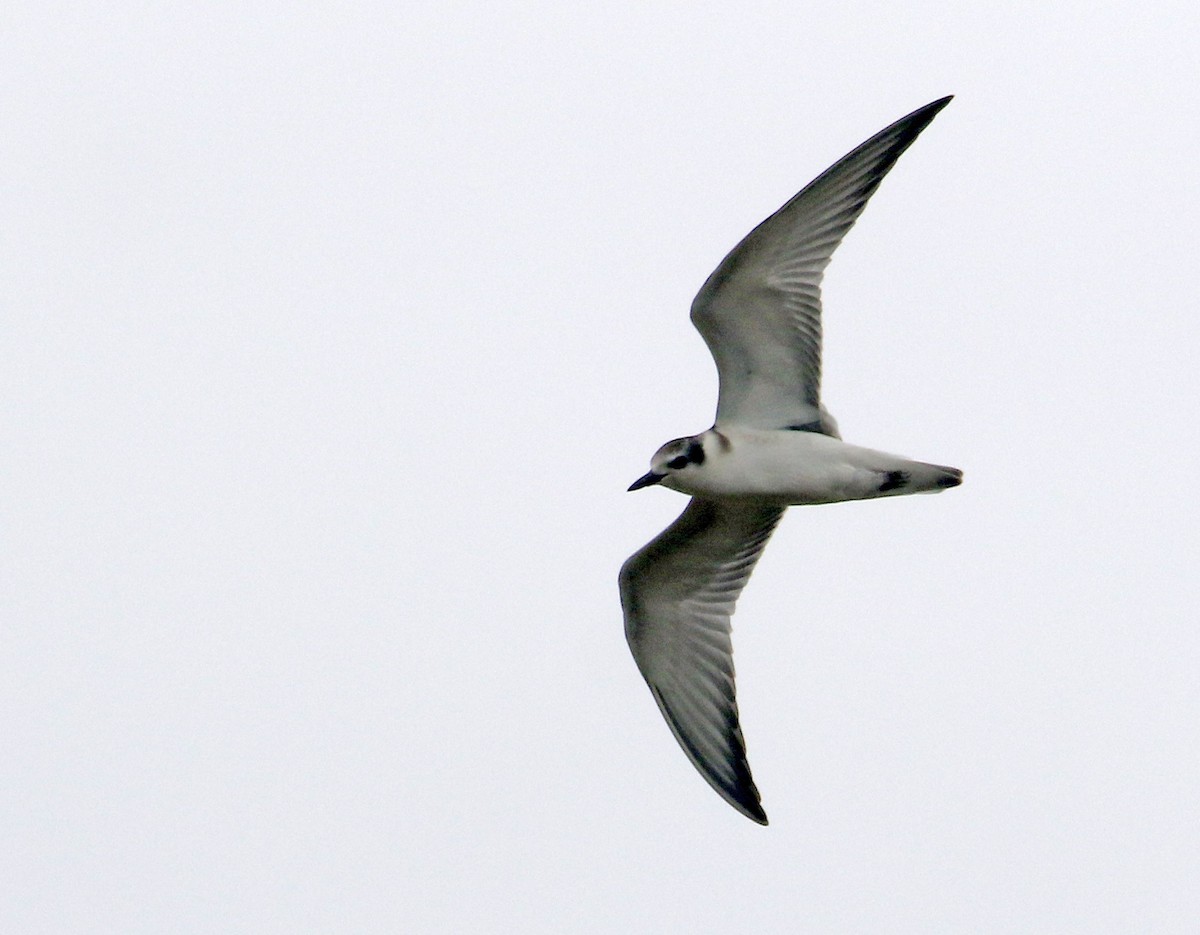 White-winged Tern - Anre Kuizon