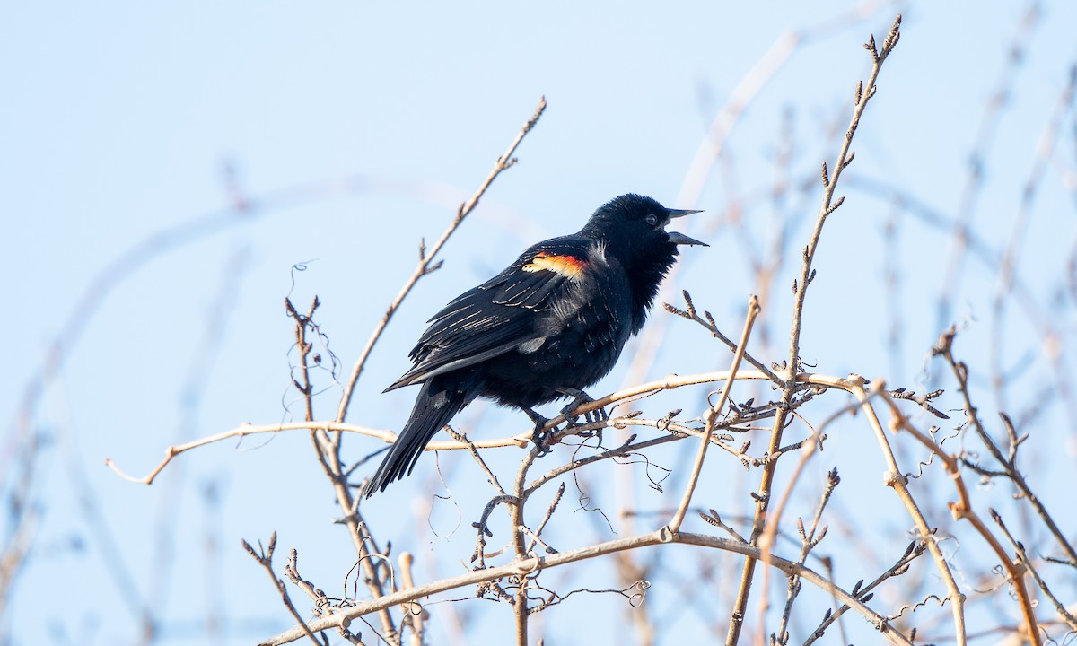 Red-winged Blackbird (Red-winged) - ML275204701