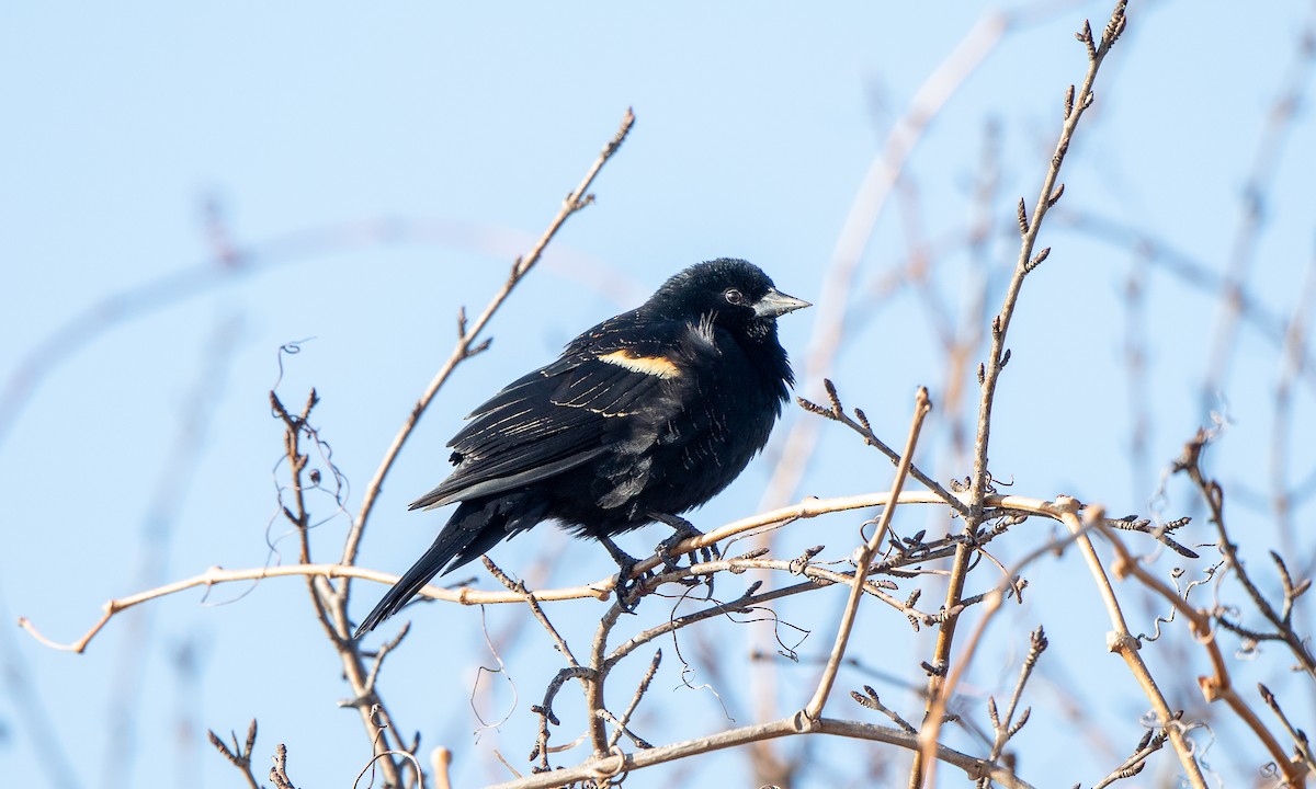 Red-winged Blackbird (Red-winged) - ML275204721