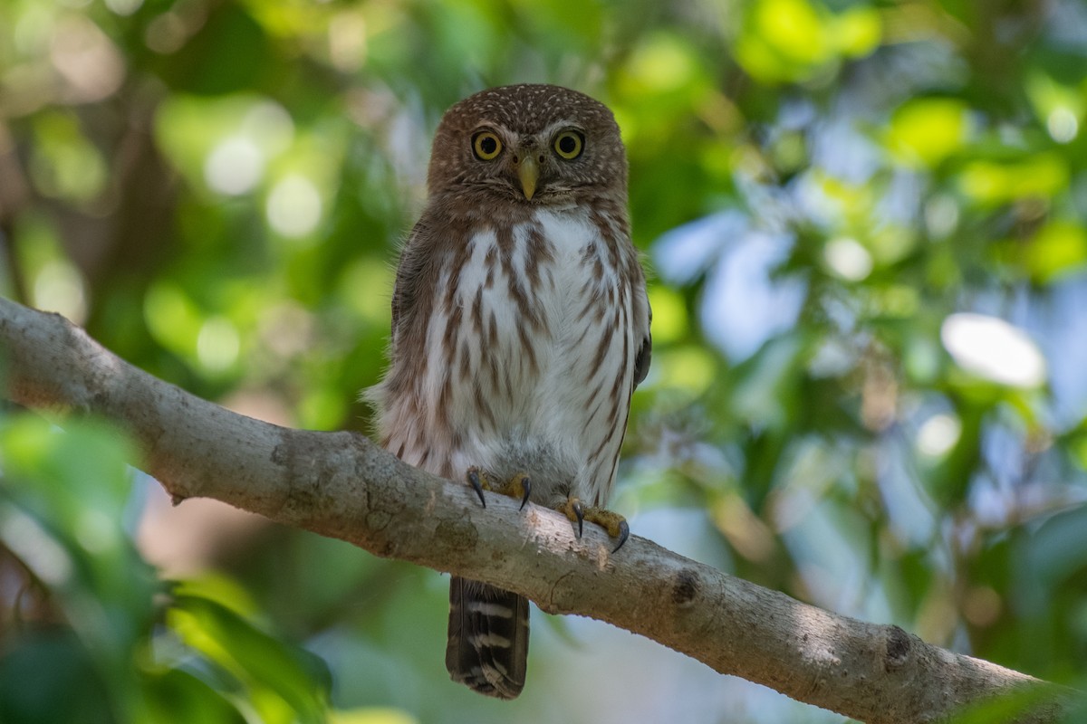 Ferruginous Pygmy-Owl - Adriana Dinu
