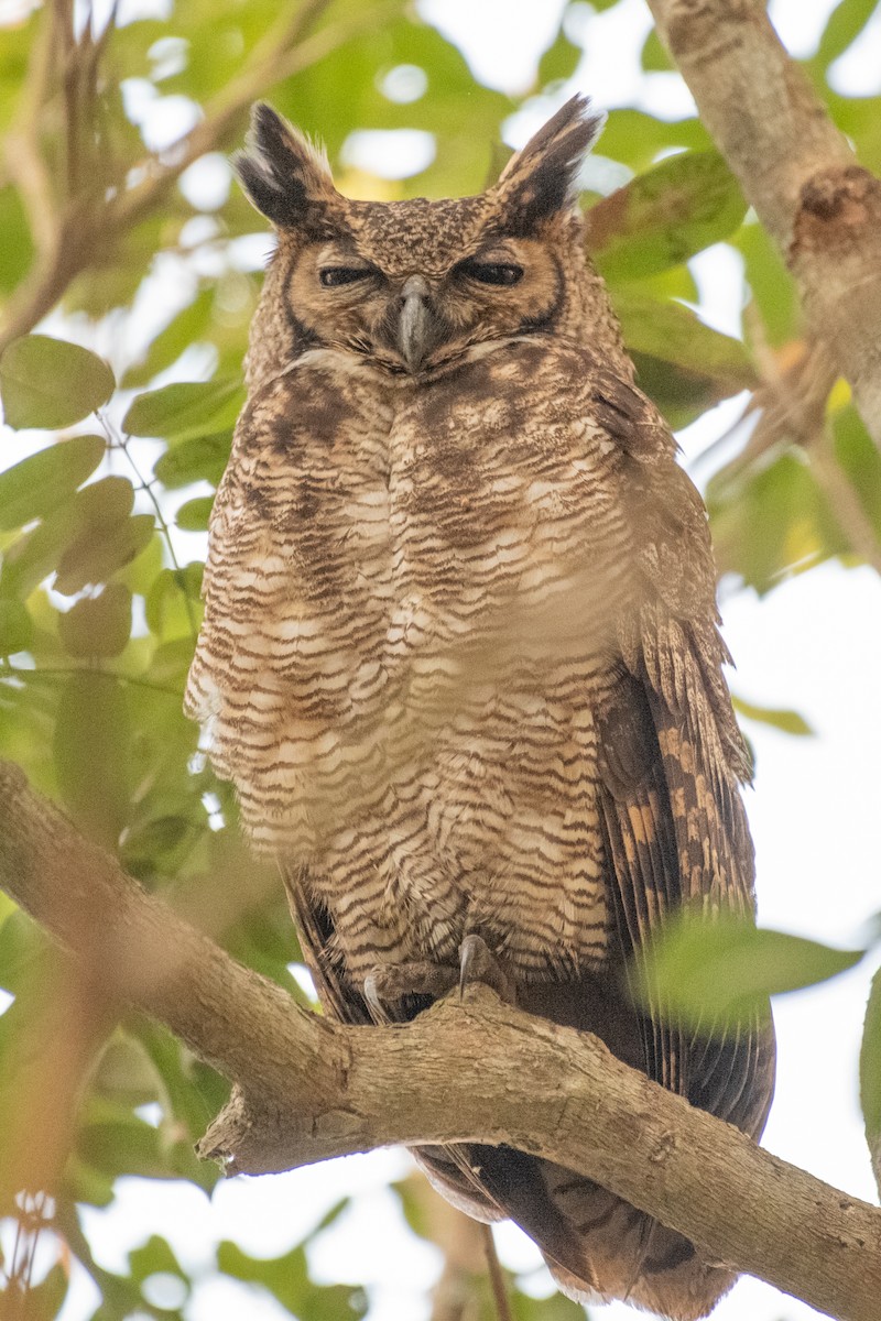 Great Horned Owl - ML275205911