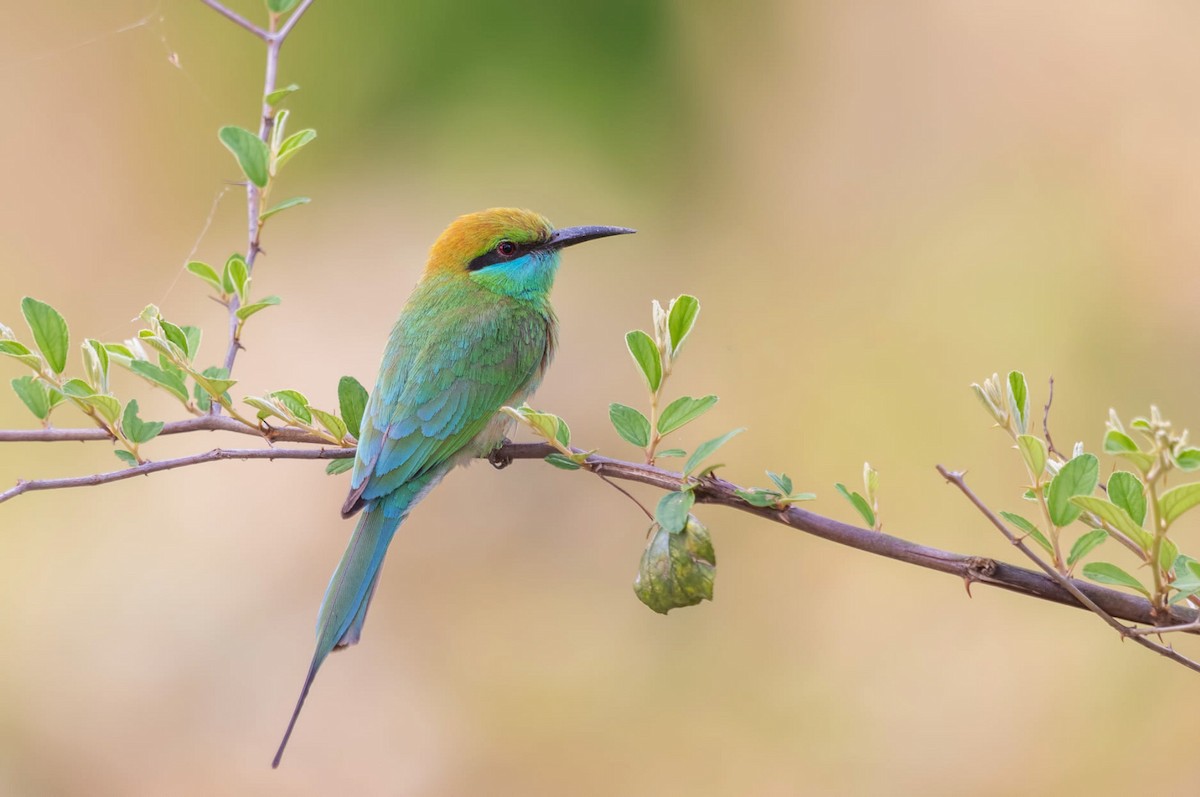 Asian Green Bee-eater - Nepal Important  Bird Records