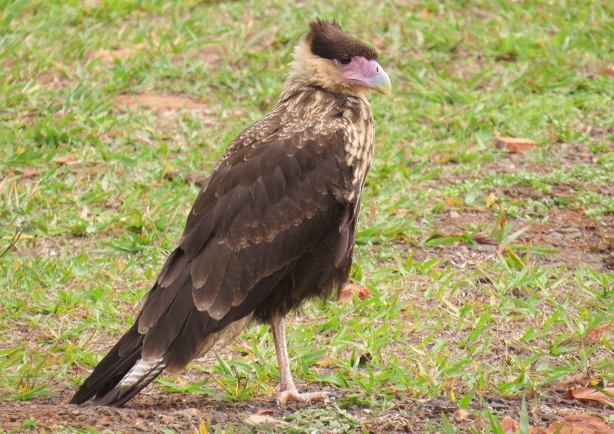 Crested Caracara (Southern) - ML275207251