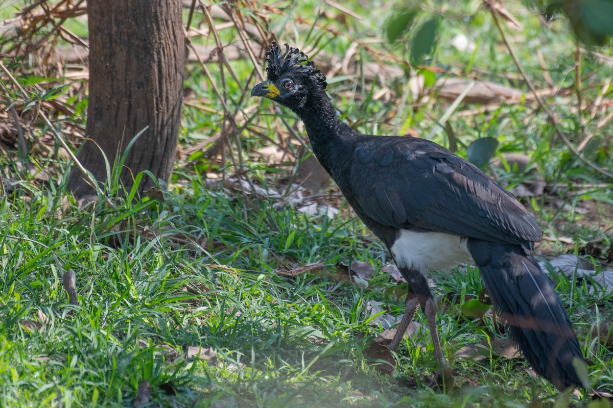 Bare-faced Curassow - ML275207271