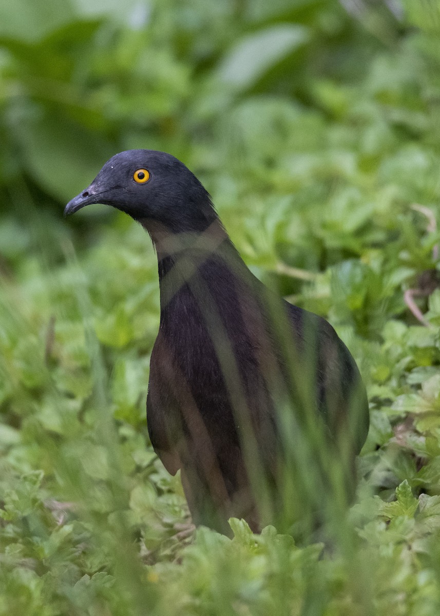 Christmas Island Imperial-Pigeon - Geoffrey Groom