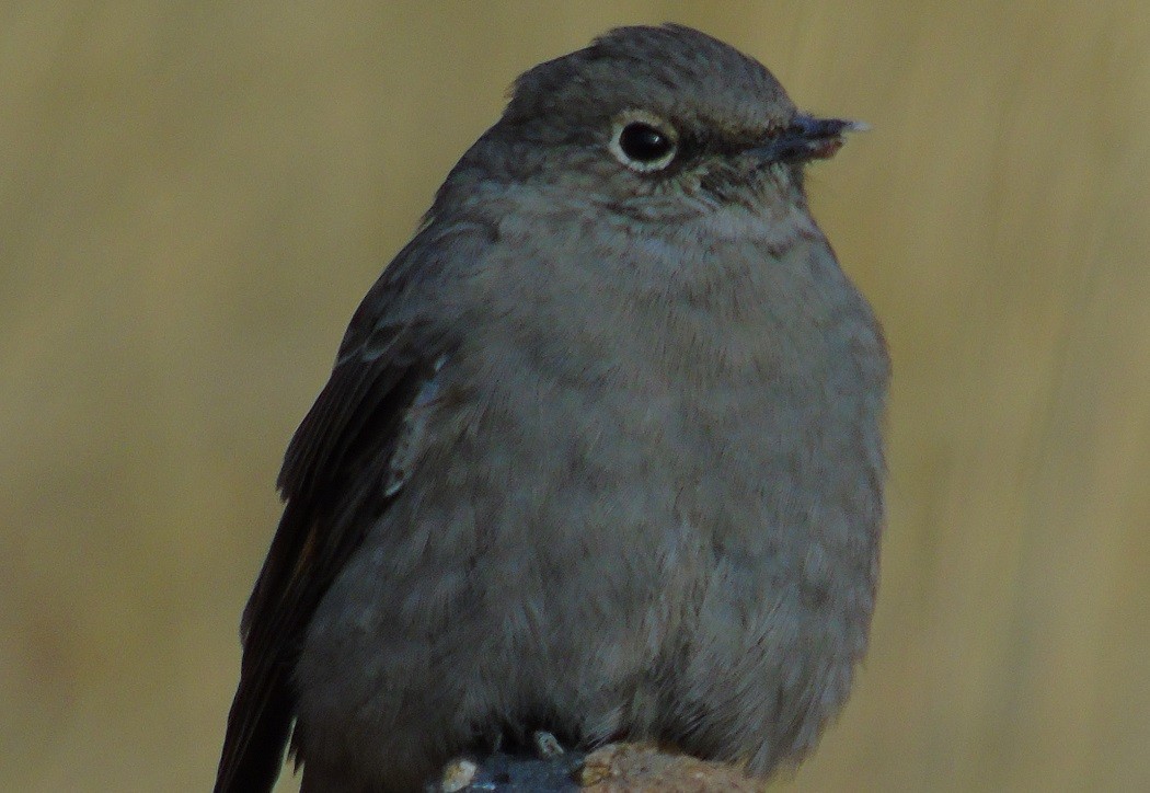 Townsend's Solitaire - Mike & MerryLynn  Denny