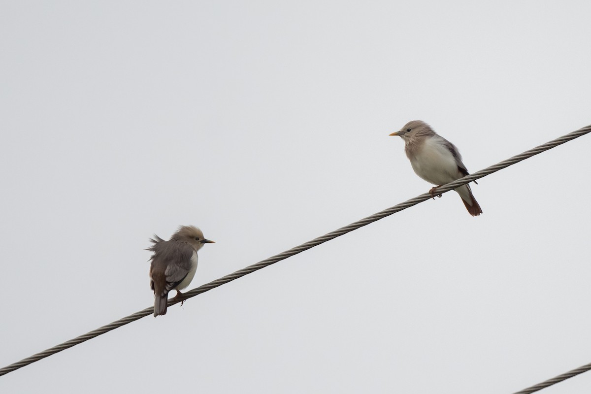 Chestnut-tailed Starling - Pattaraporn Vangtal