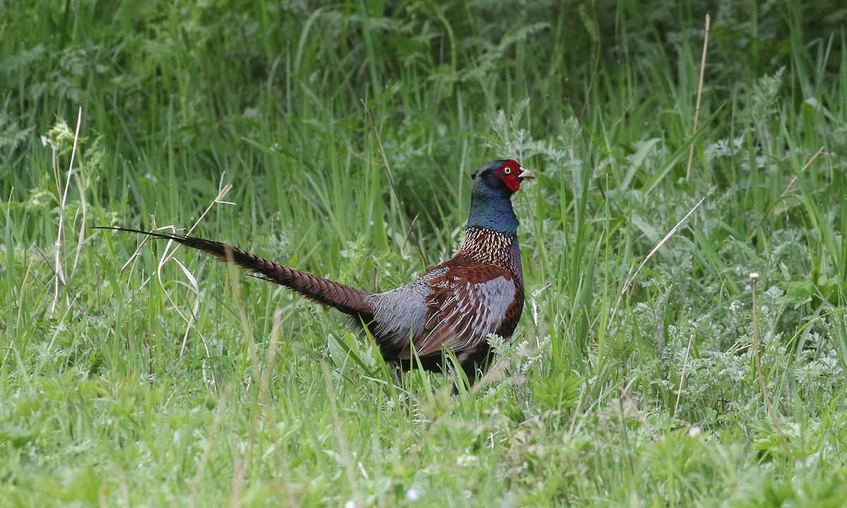 Ring-necked Pheasant - ML275215441