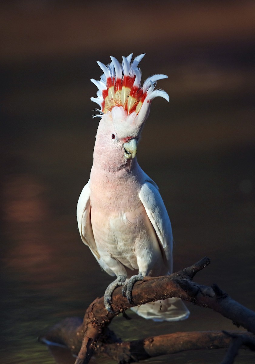 Pink Cockatoo - Chris Charles