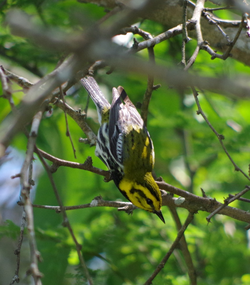 Townsend's x Black-throated Green Warbler (hybrid) - Simon Kiacz