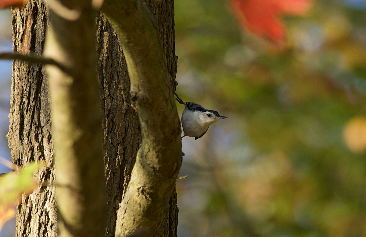 White-breasted Nuthatch - ML275222121