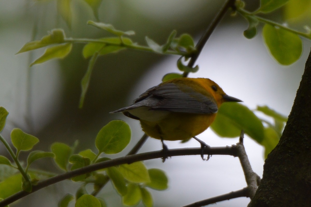 Prothonotary Warbler - Sherri Brown