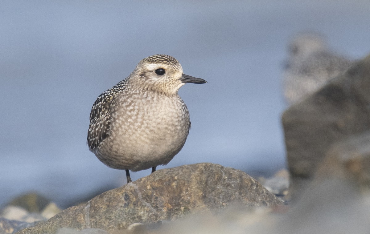 American Golden-Plover - Reed Robinson
