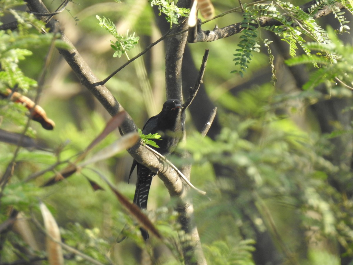 Fork-tailed Drongo-Cuckoo - KARTHIKEYAN R