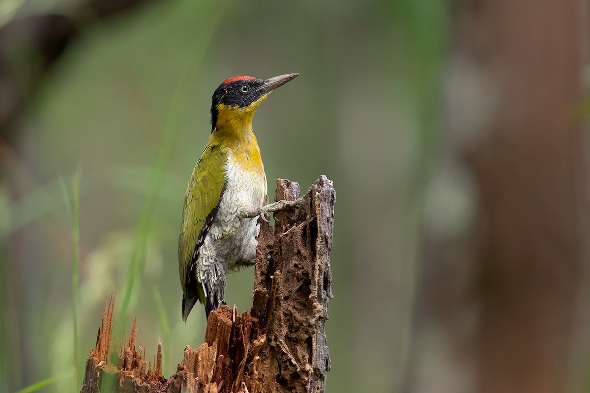 Black-headed Woodpecker - Ayuwat Jearwattanakanok