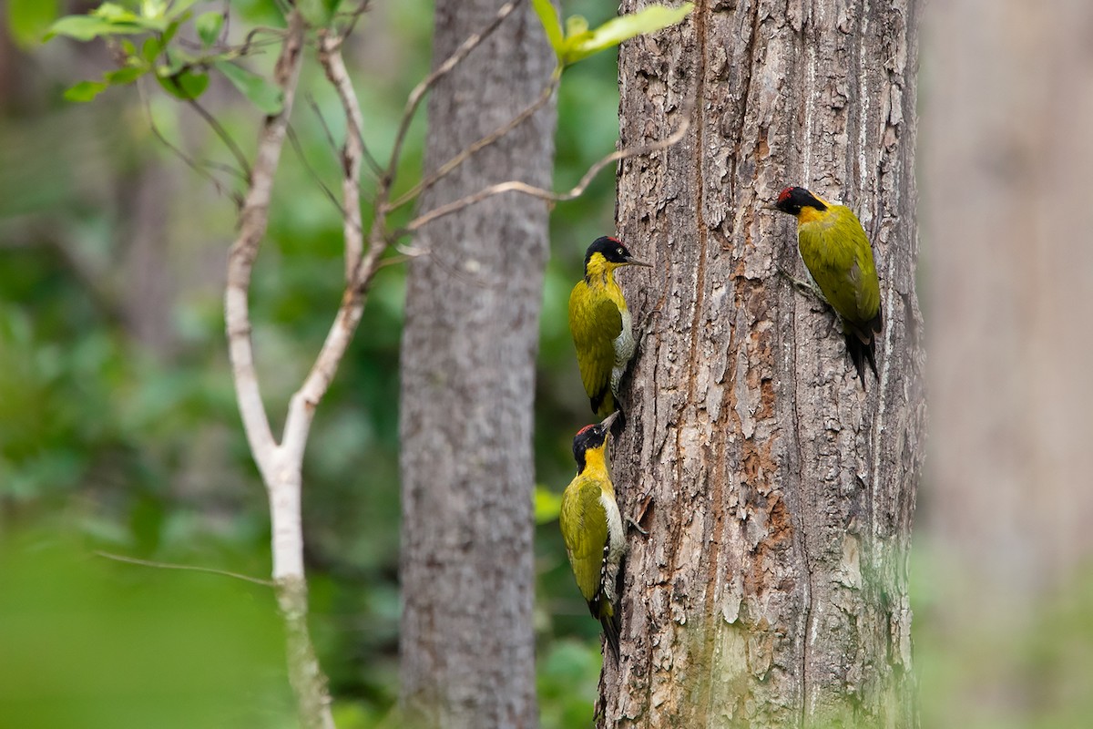 Black-headed Woodpecker - Ayuwat Jearwattanakanok
