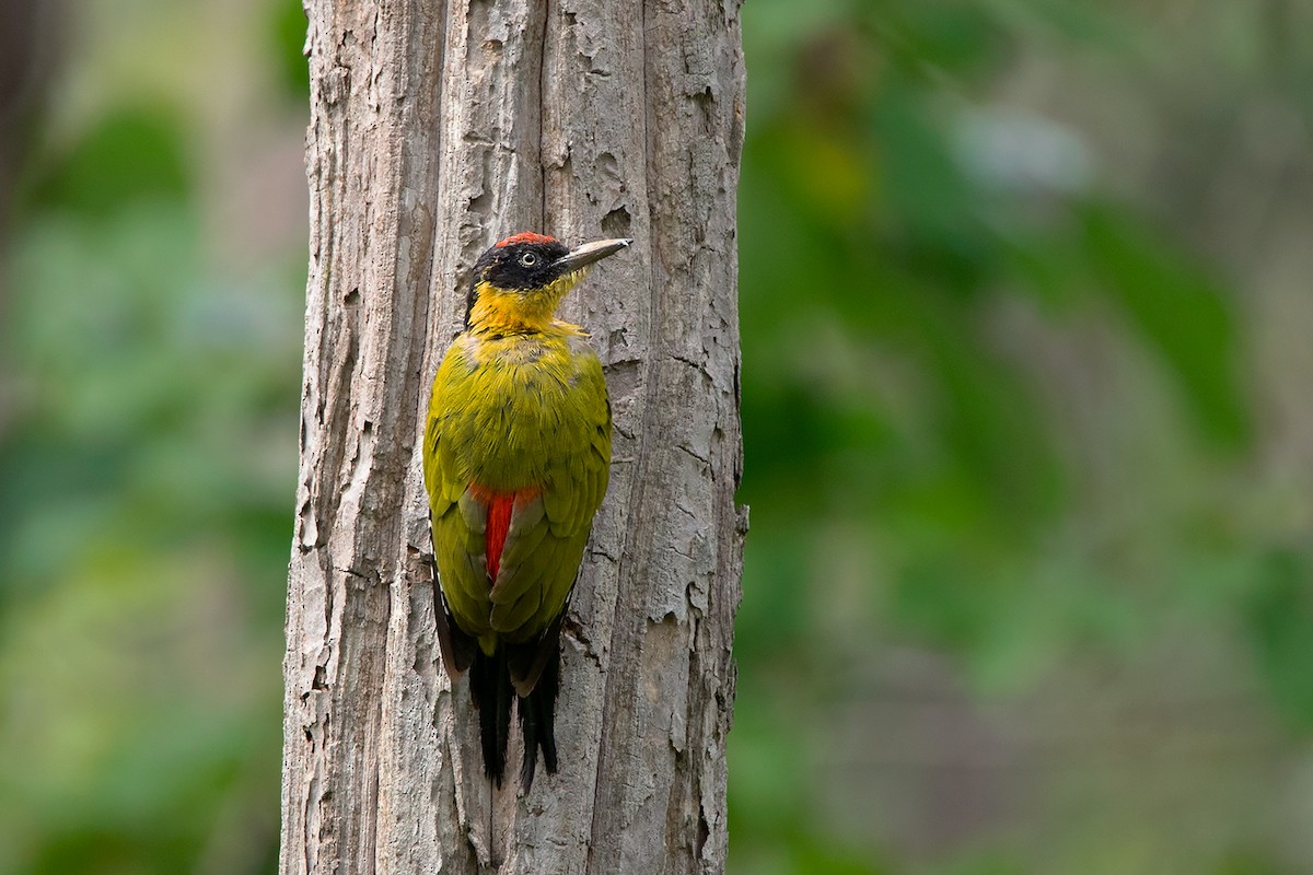 Black-headed Woodpecker - ML275230421