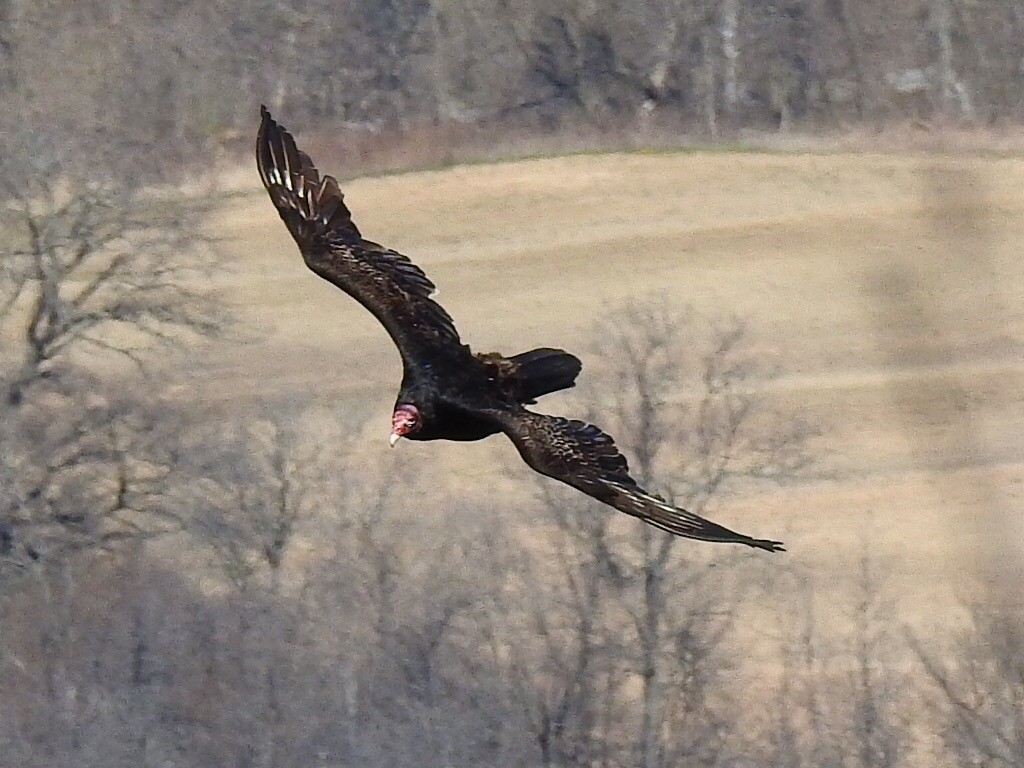 Turkey Vulture - Alec Napier