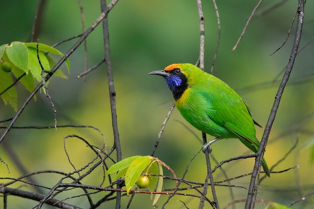 Goldeп-froпted Leafbird - eBird