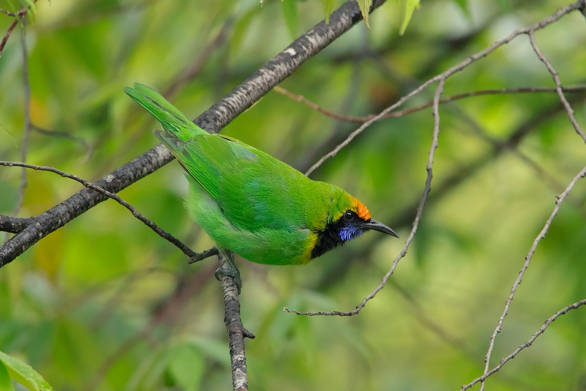 Golden-fronted Leafbird - Ayuwat Jearwattanakanok