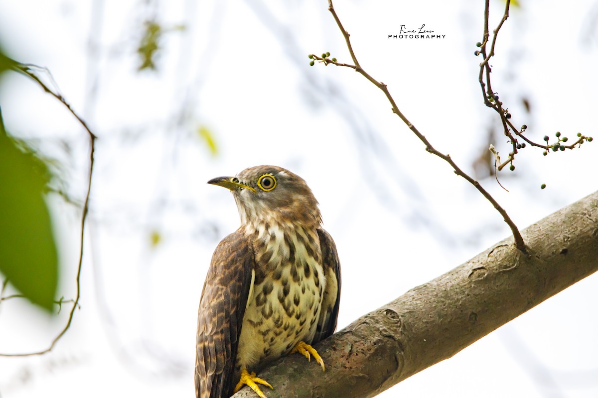 Common Hawk-Cuckoo - Subhajit Khan