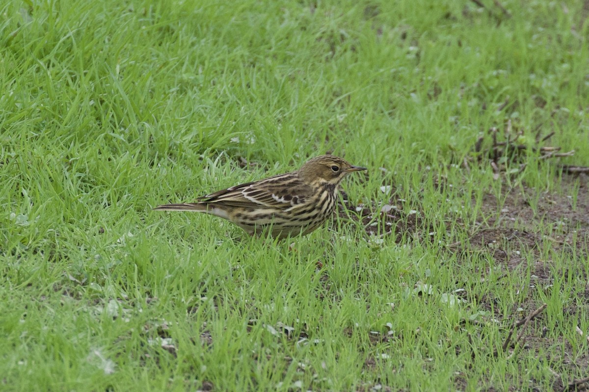 Red-throated Pipit - ML275248991