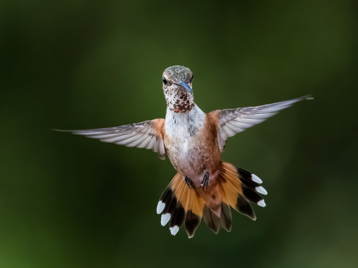 Rufous Hummingbird - Stephen Ikeda