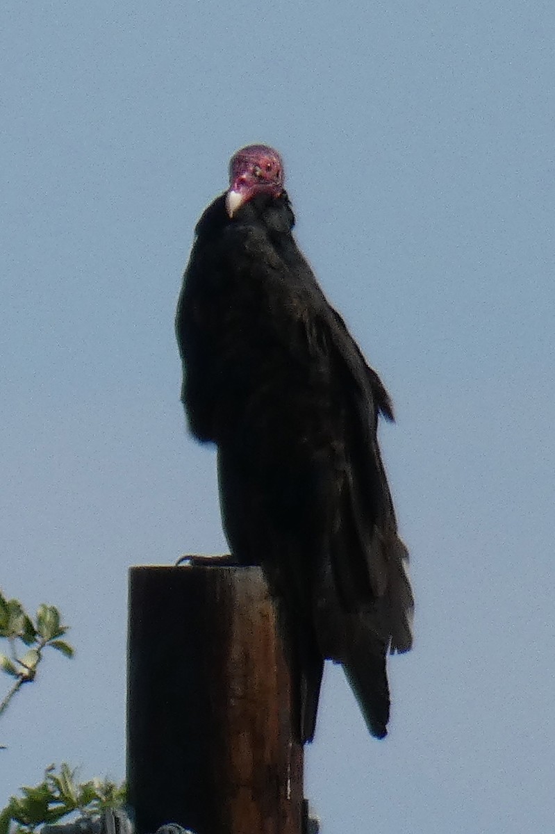 Turkey Vulture - Gwen Lanning