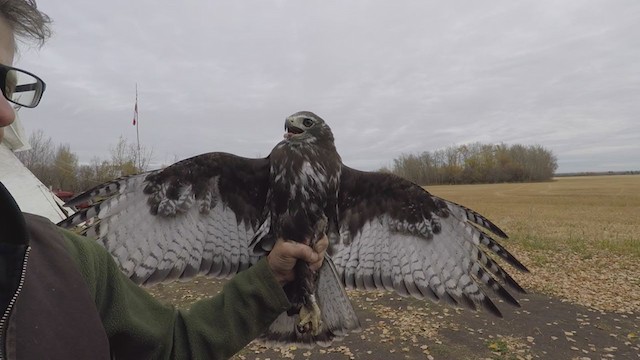 Red-tailed Hawk (Harlan's) - ML275251571